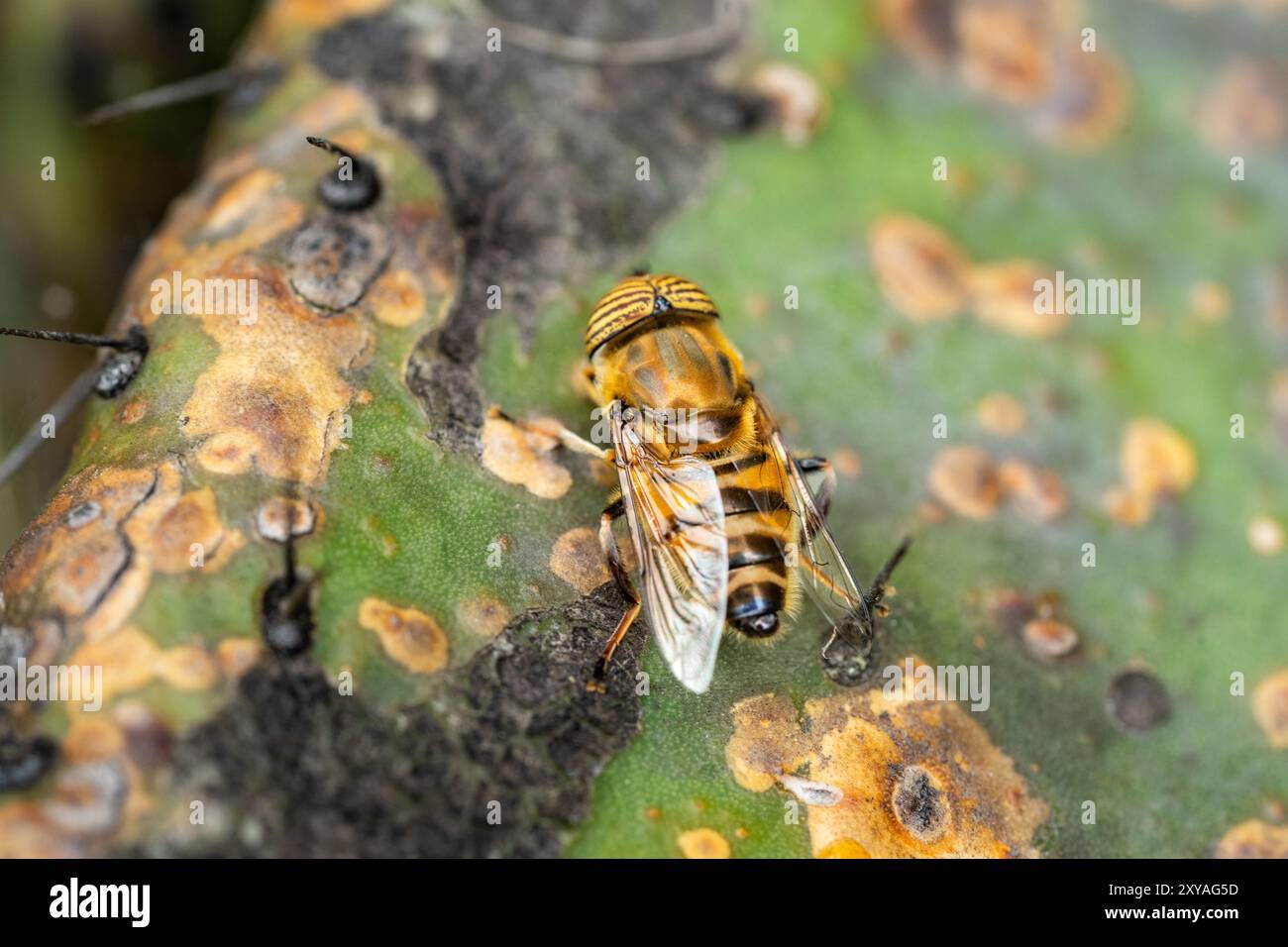 Photo macro d'une abeille perchée sur un cactus, capturant le contraste saisissant de la résilience et de la beauté délicate de la nature en un instant parfait Banque D'Images