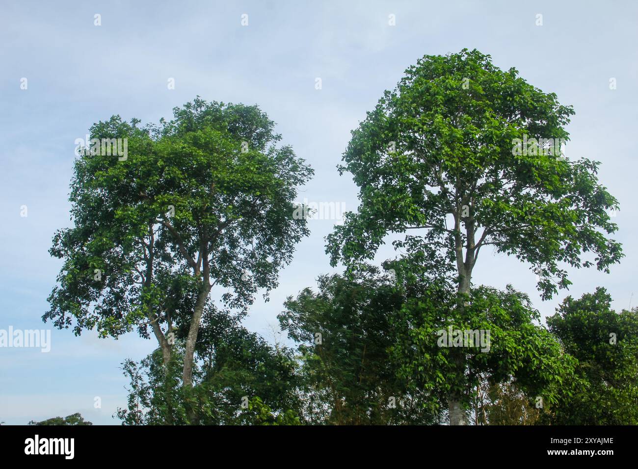Sandoricum koetjape ou arbre de Harpe, ange bas de l'arbre de Harpe qui a un grand tronc et des feuilles vertes luxuriantes en Indonésie Banque D'Images