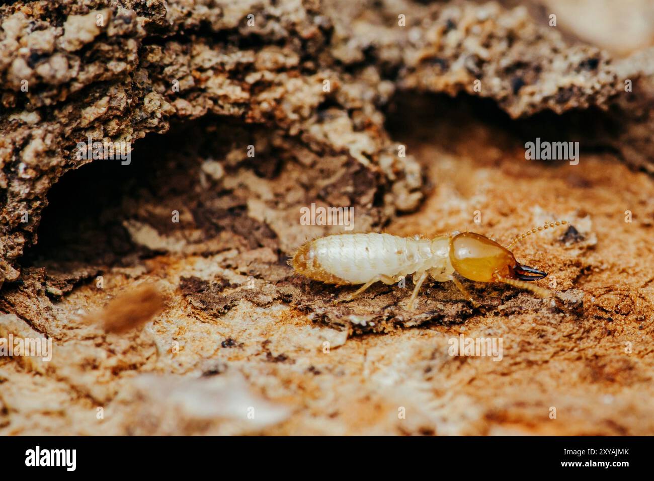Gros plan un termites marchant sur l'écorce d'arbre, foyer sélectif du petit termite sur l'arbre. Banque D'Images