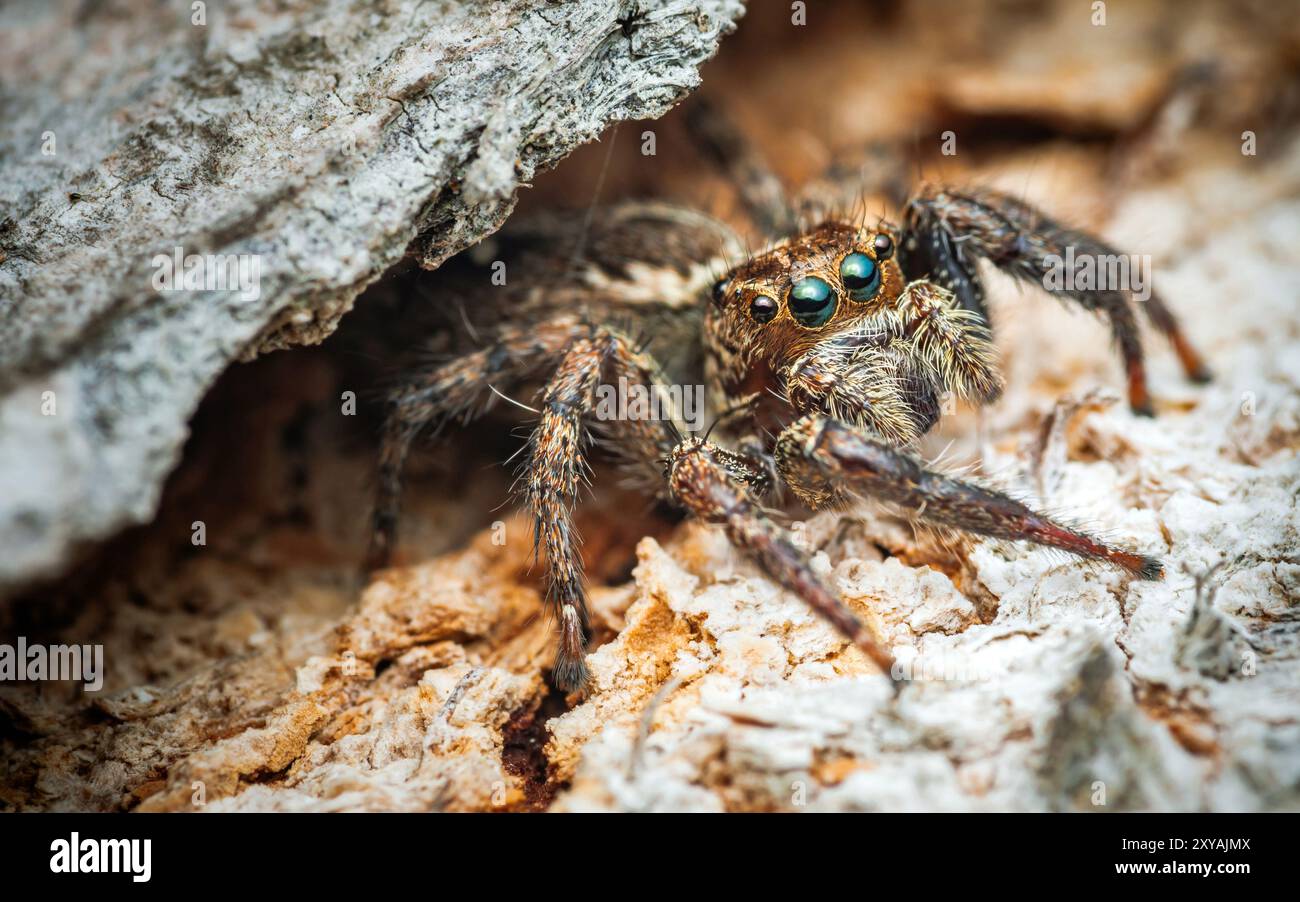 Une araignée sautante sur l'écorce d'arbre, gros plan d'insecte dans la nature, Focus sélectif. Banque D'Images