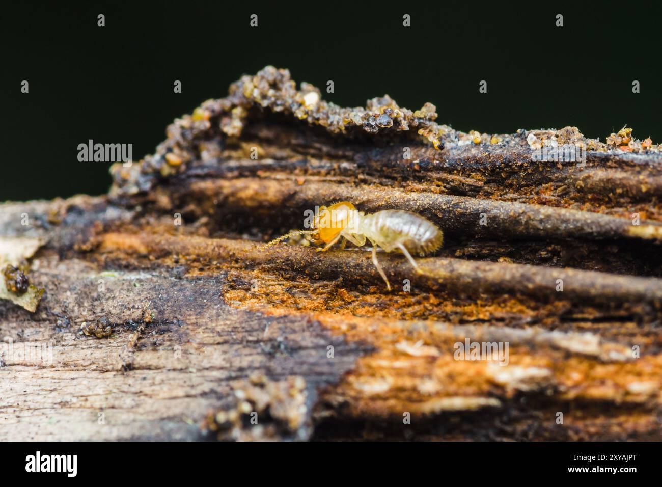 Gros plan un termites marchant sur l'écorce d'arbre, foyer sélectif du petit termite sur l'arbre. Banque D'Images