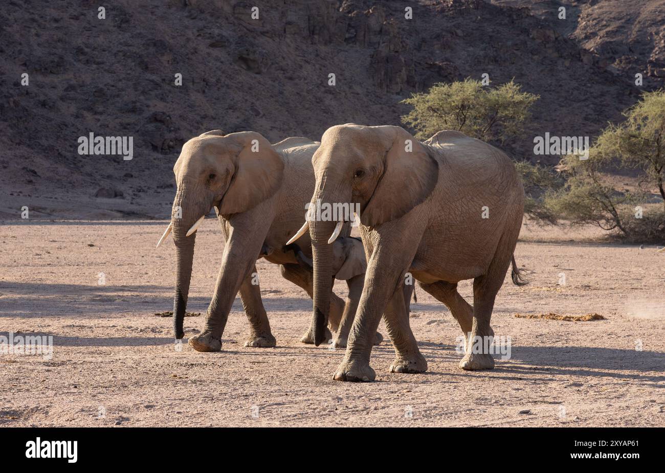 Deux éléphants adaptés au désert (Loxodonta africana) se promènent dans l’après-midi dans le désert du Namib en Namibie, en Afrique Banque D'Images