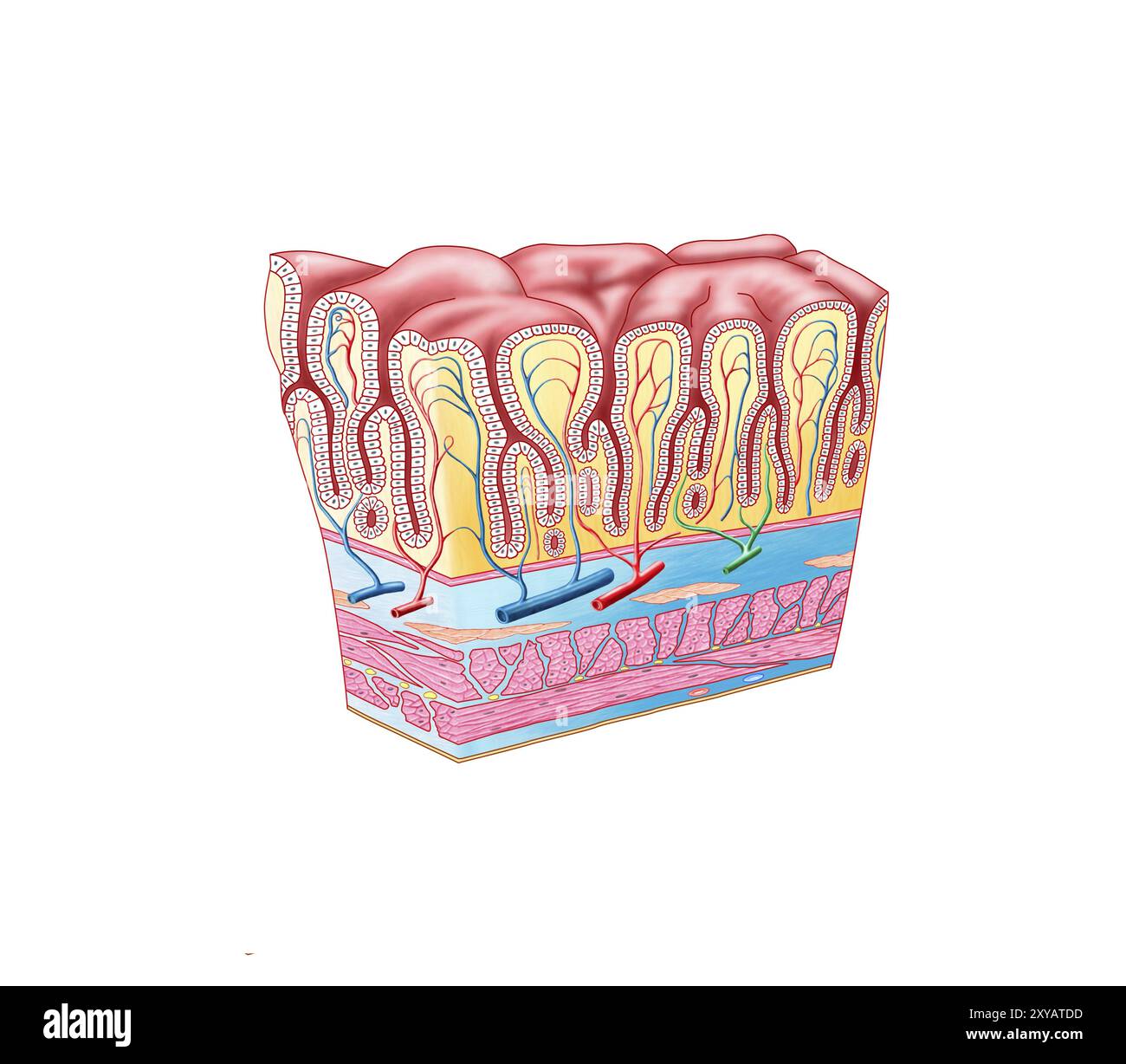 Anatomie de la structure et des couches de la paroi gastrique Banque D'Images