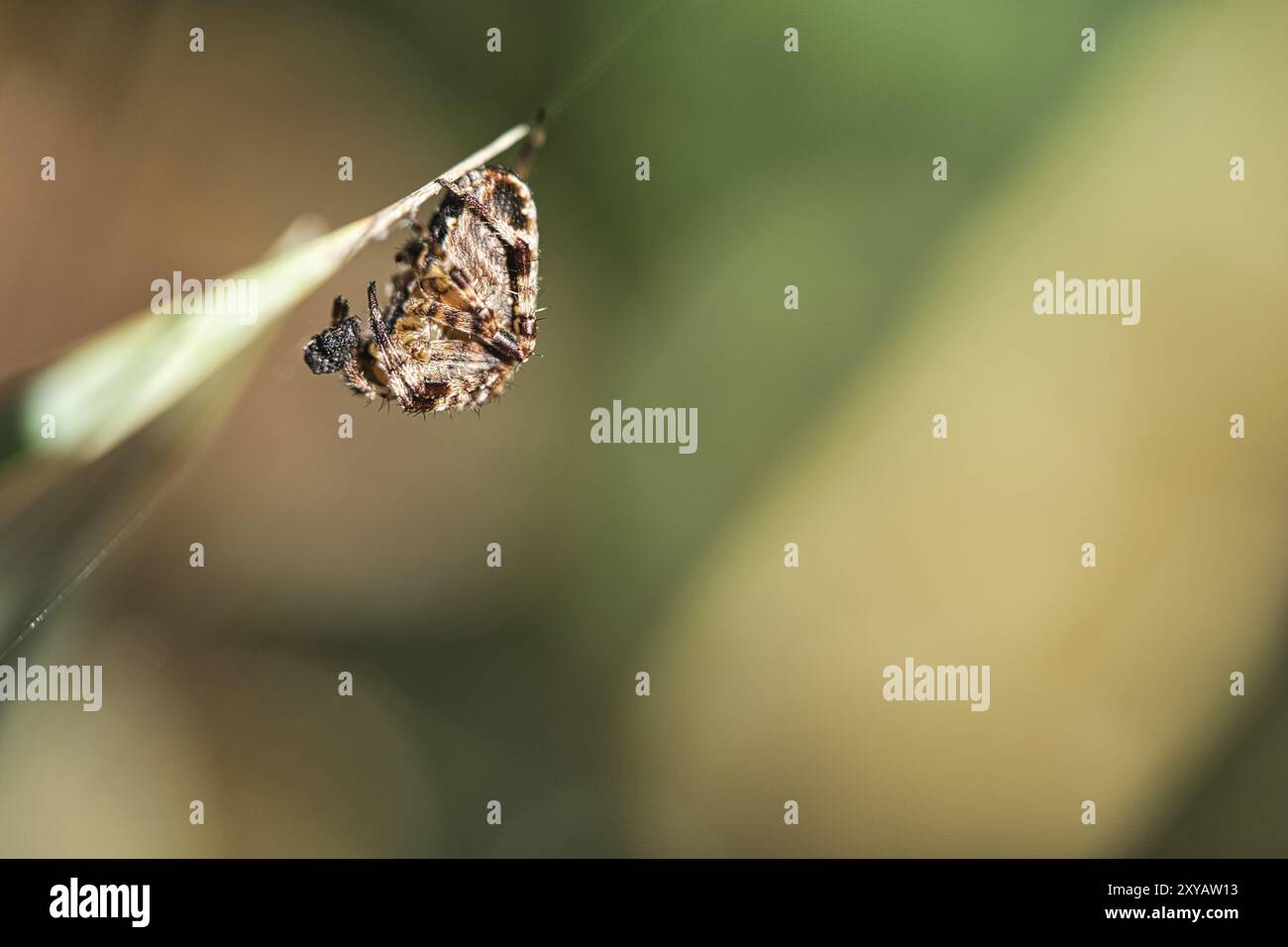 Araignée croisée blottie, proie sur un brin d'herbe. Un chasseur utile parmi les insectes. Arachnide. Photo d'animal de la nature Banque D'Images