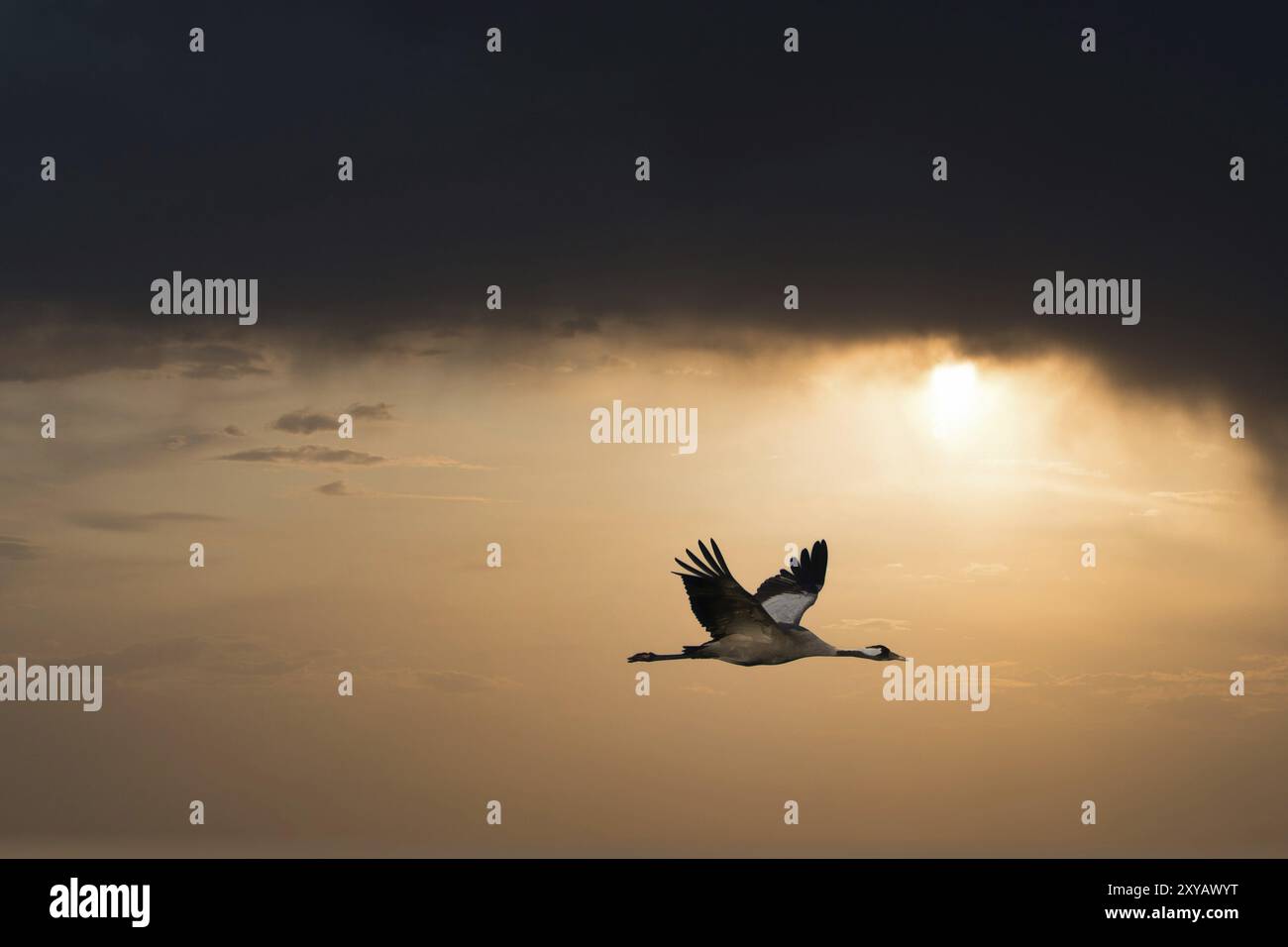 Les grues volent dans le ciel au coucher du soleil. Oiseaux migrateurs sur le Darss. Photo de la faune de la nature en Allemagne Banque D'Images