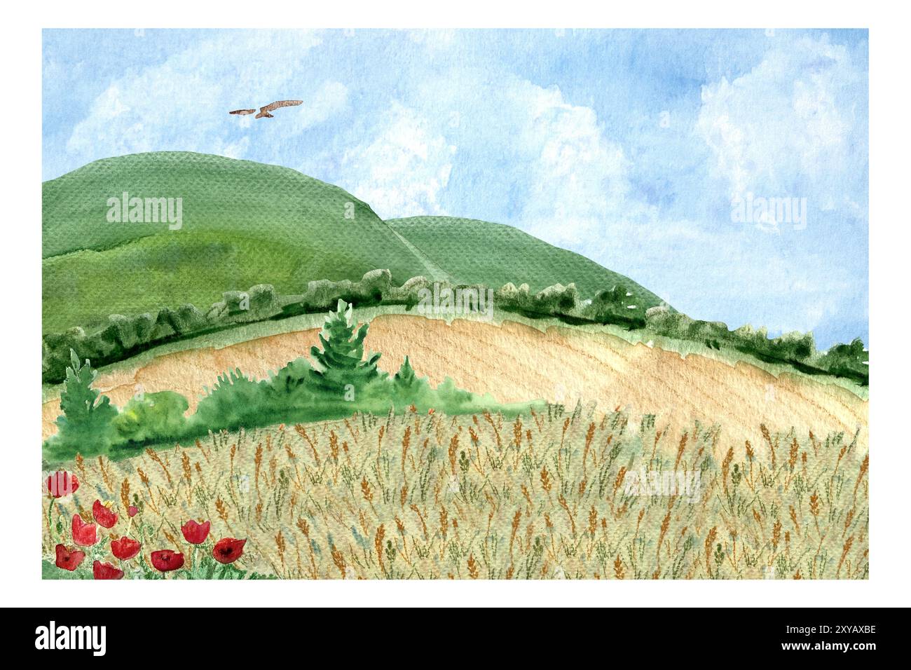 Champs de blé avec bordures de brousse, cerf-volant, collines, ciel bleu avec quelques nuages et carte aquarelle de fleurs de pavot. Nature peinte à la main, aménagement paysager Banque D'Images