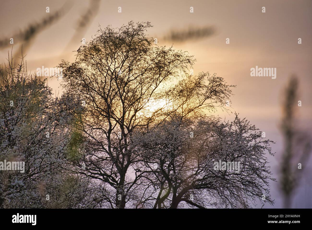 Arbre dans un décor rose rouge orange lumière du soleil. Ambiance romantique. Paix et solitude dans la nature. Photo de la nature Banque D'Images