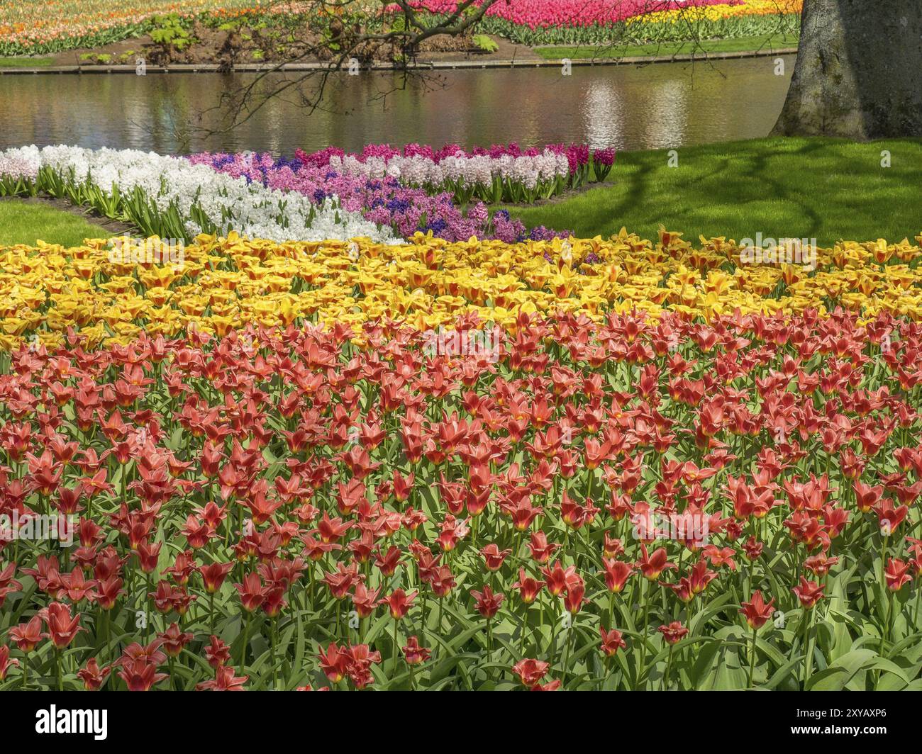 Jacinthes et tulipes en fleurs devant un grand lac, entouré par la nature verte et l'herbe fraîche, Amsterdam, pays-Bas Banque D'Images