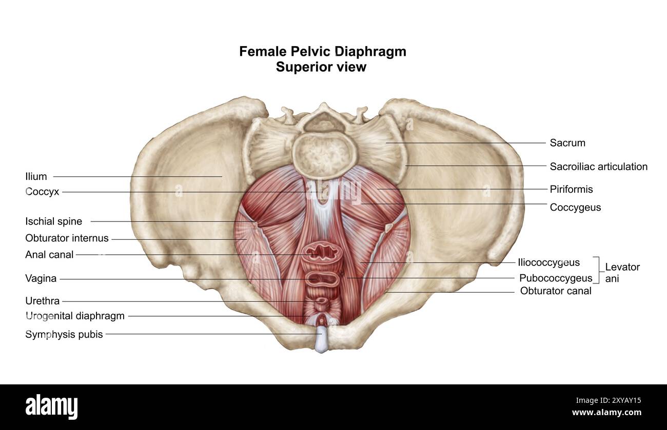 Diaphragme pelvien de la femme humaine, vue supérieure Banque D'Images