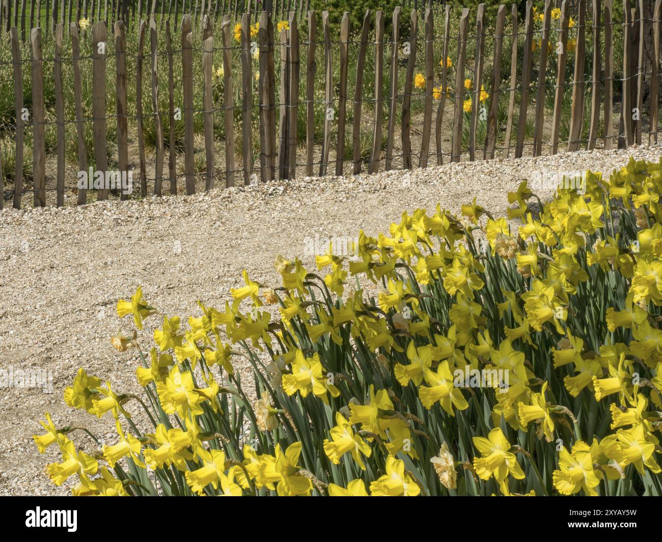 Floraison de jonquilles jaunes le long d'une clôture en bois et d'un chemin de gravier dans le jardin, Amsterdam, pays-Bas Banque D'Images