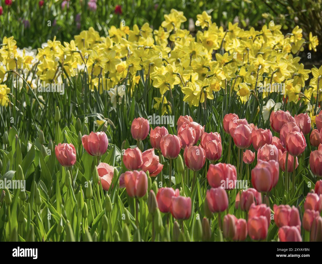 Une prairie fleurie de jonquilles sauvages et de tulipes roses au printemps, Amsterdam, pays-Bas Banque D'Images