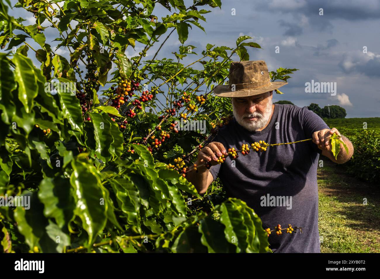 Farmer analyse les fruits qui poussent des caféiers dans une ferme au Brésil Banque D'Images