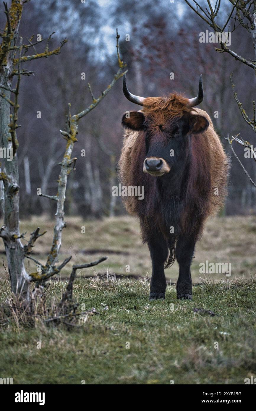 Bétail des Highlands dans un pré. Cornes puissantes fourrure brune. Agriculture et élevage. Mammifères d'Écosse Banque D'Images