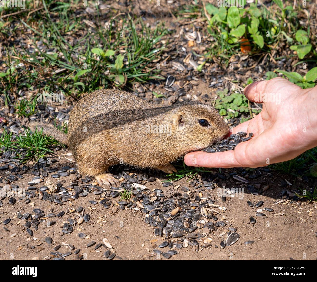 Écureuil terrestre européen (Spermophilus citellus) mangeant des graines de tournesol à la main. Parc national de Muranska planina. Slovaquie. Banque D'Images