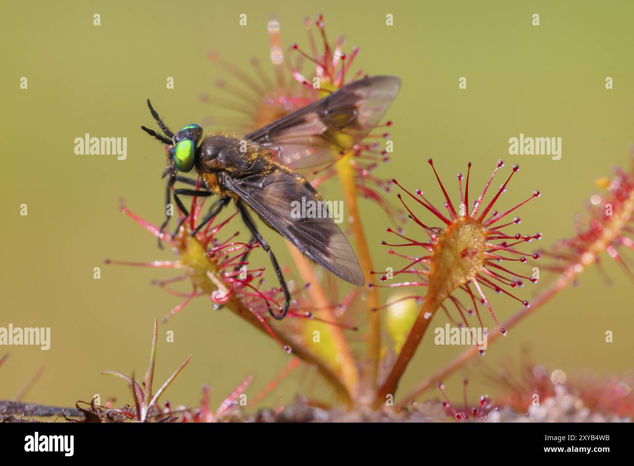 Le diable à feuilles oblongues (Drosera intermedia), avec un insecte comme proie, avec un mouche à deux lobes (Chrysops relictus) qui a réussi à se libérer du clu Banque D'Images