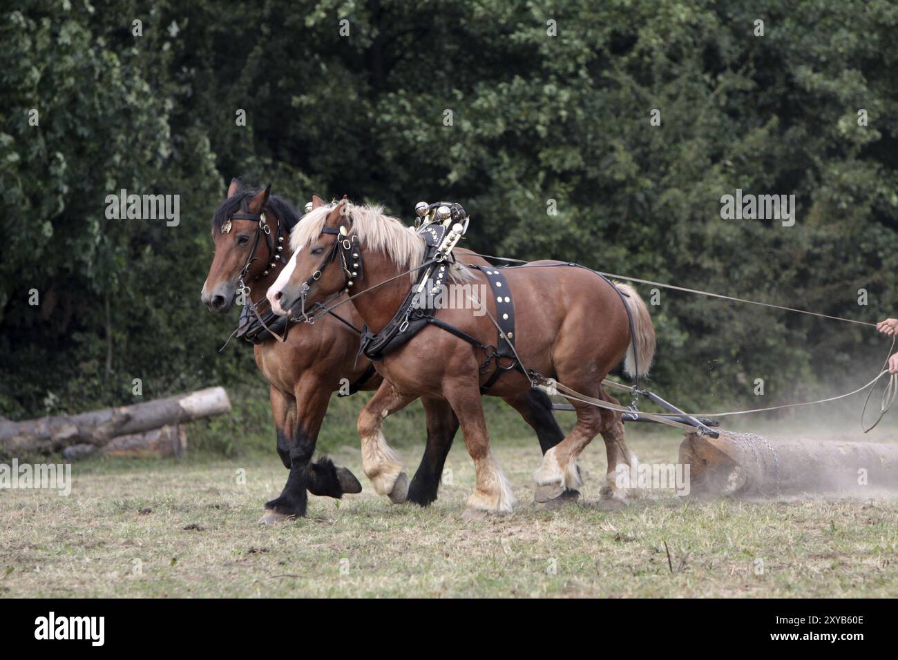 Chevaux arrière au travail Banque D'Images