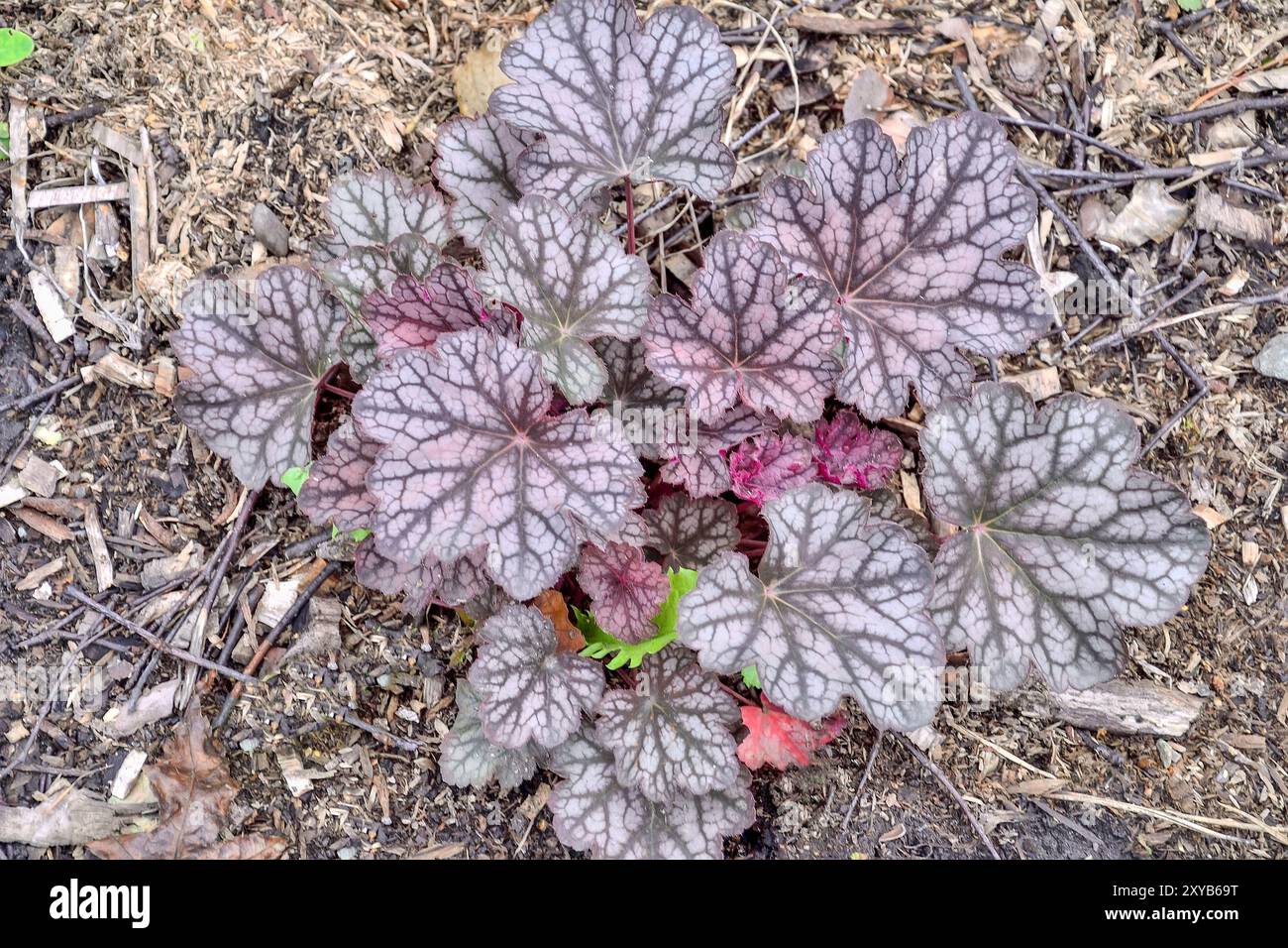 Bush of Heuchera variété Cascade Down avec argent multicolore avec des feuilles veinées violettes - une charmante plante ornementale vivace pour l'aménagement paysager a GA Banque D'Images
