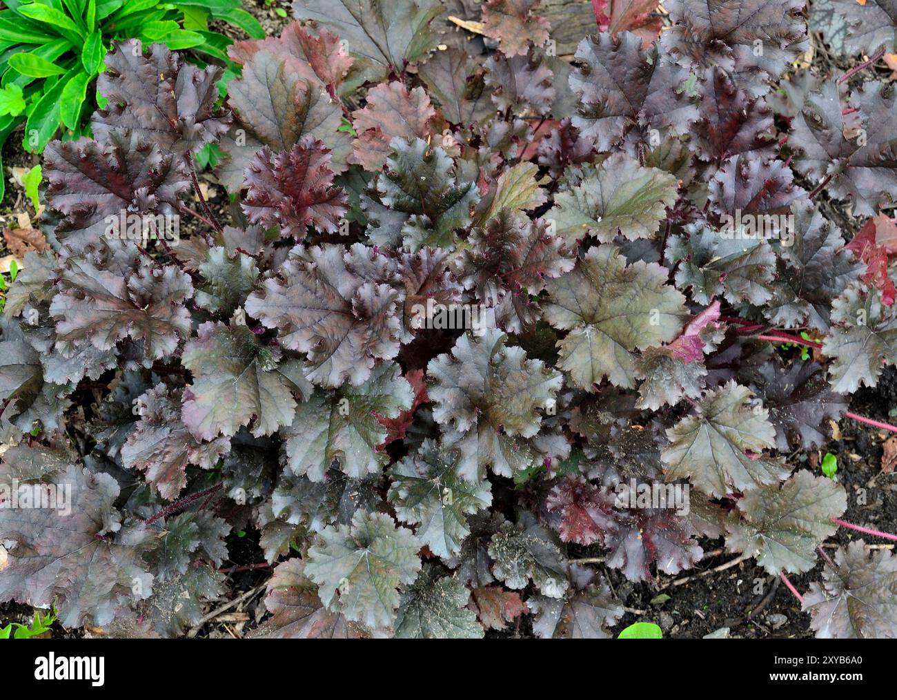 Bush of Heuchera variété World Caffe Espresso avec des feuilles vert foncé, brun et violet - une charmante plante ornementale vivace pour l'aménagement paysager d'une garde Banque D'Images