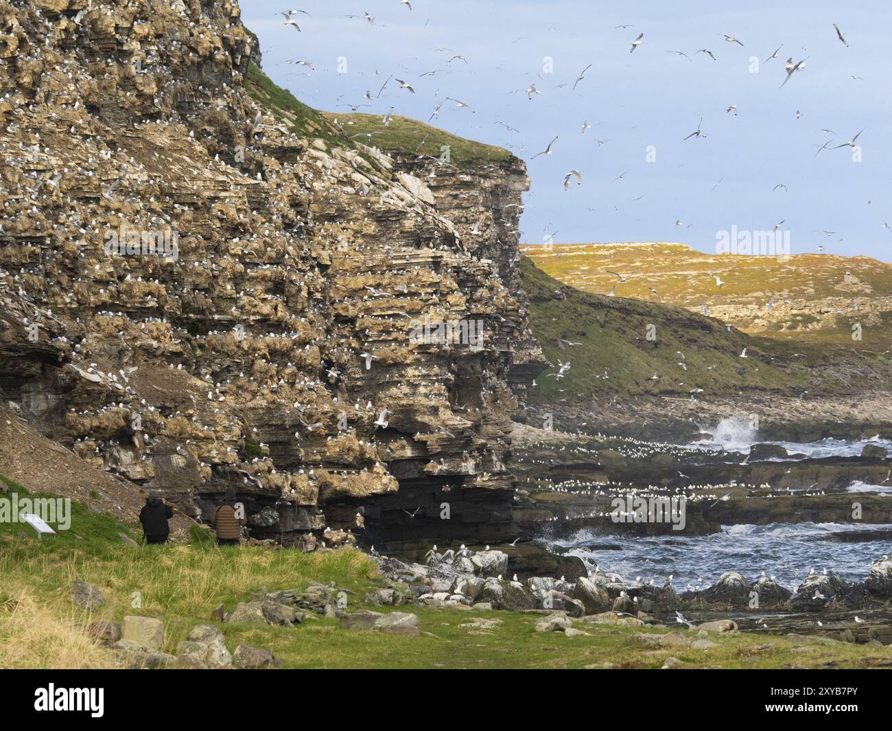 Kittiwake à pattes noires (Rissa tridactyla), deux touristes observant les oiseaux à la colonie de reproduction, sur les falaises côtières de l'océan Arctique, mai, Varangerfjord, Banque D'Images