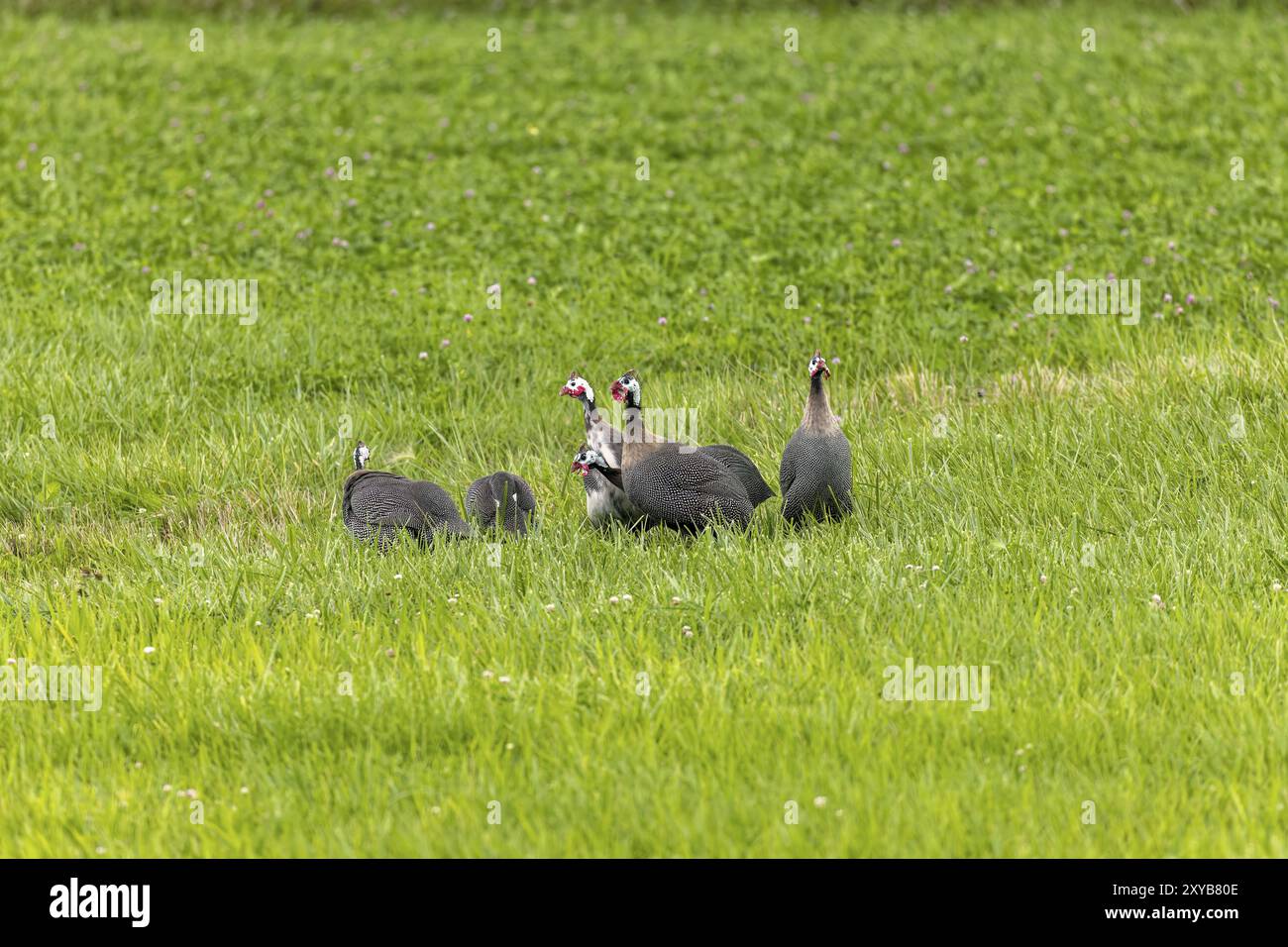 Le guineafowl casqué (Numida meleagris) sur une prairie. Oiseau africain indigène, souvent domestiqué en Europe et en Amérique Banque D'Images