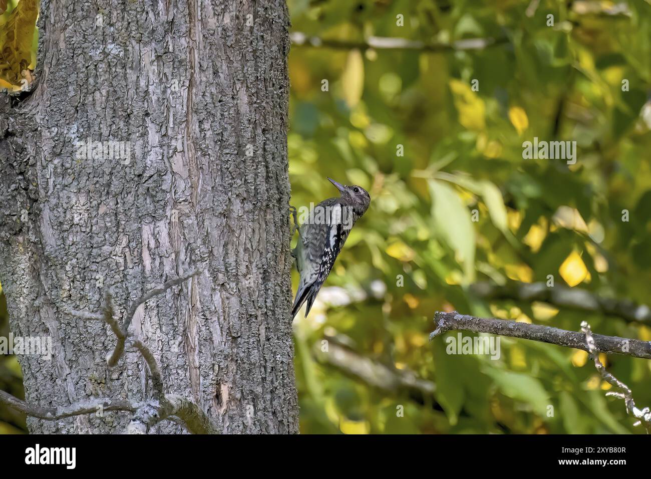 Le Sphyrapicus varius (Sphyrapicus varius) est un pic-bois de taille moyenne qui se reproduit au Canada et dans le nord-nord-est des États-Unis Banque D'Images