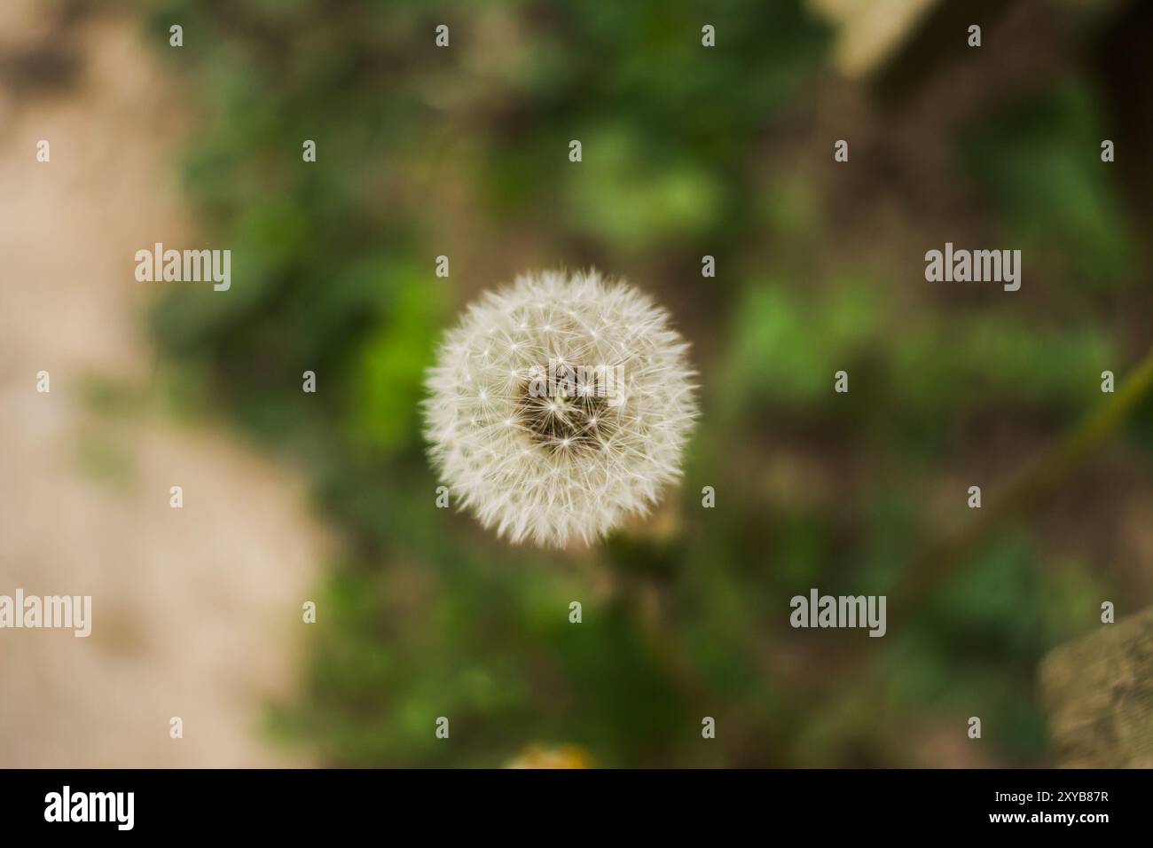 un pissenlit blanc, dans l'herbe, faire un vœu Banque D'Images
