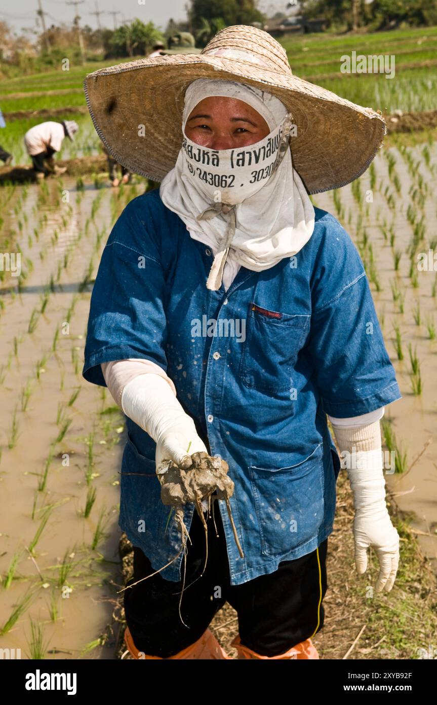 Repiquage de la culture Paddy dans le nord de la Thaïlande. Banque D'Images