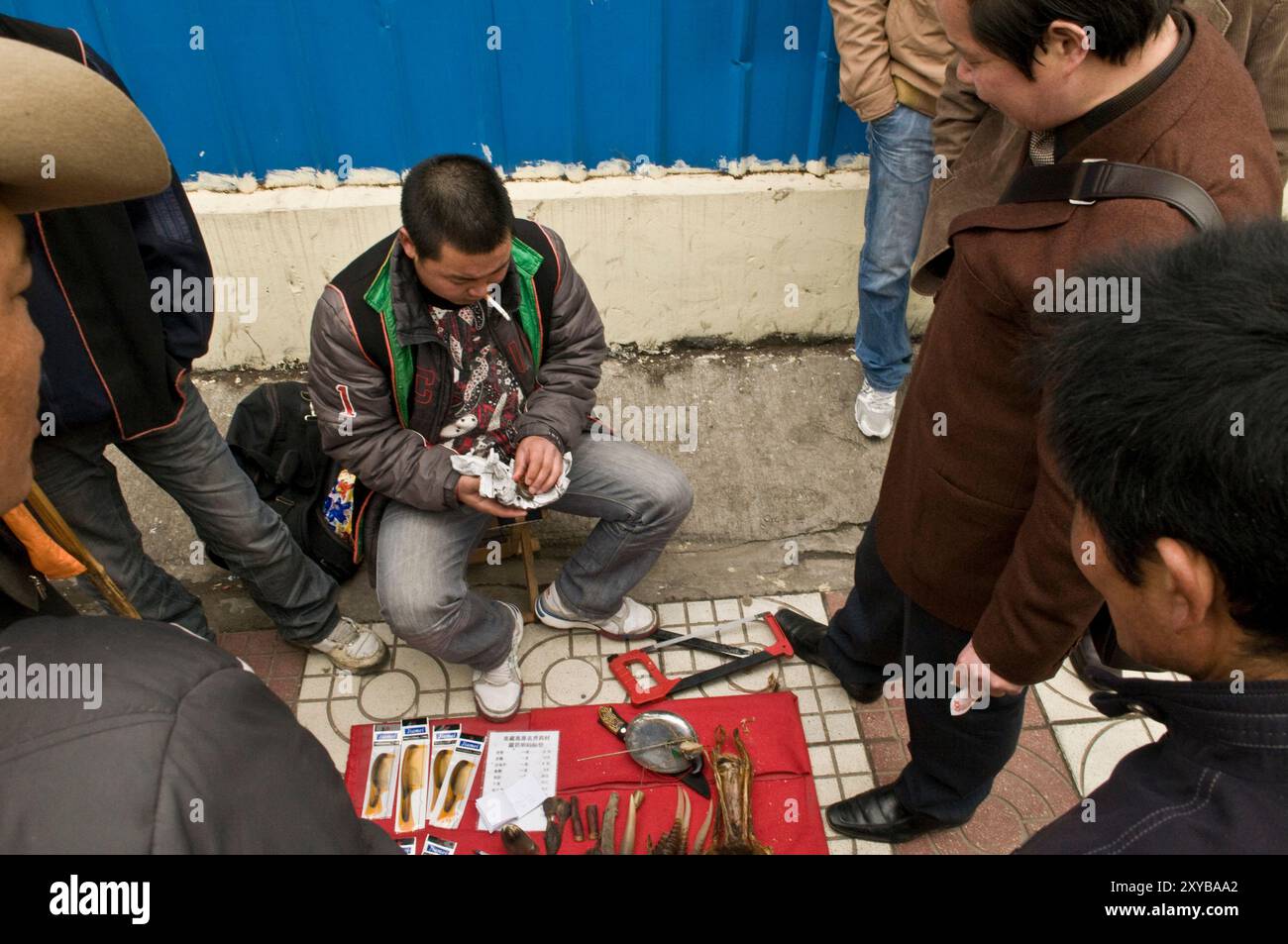 Commerce illégal de pièces d'animaux en Chine. La patte de tigre et d'autres parties de tigre ainsi que d'autres espèces menacées sont vendues dans toute la chine. Banque D'Images