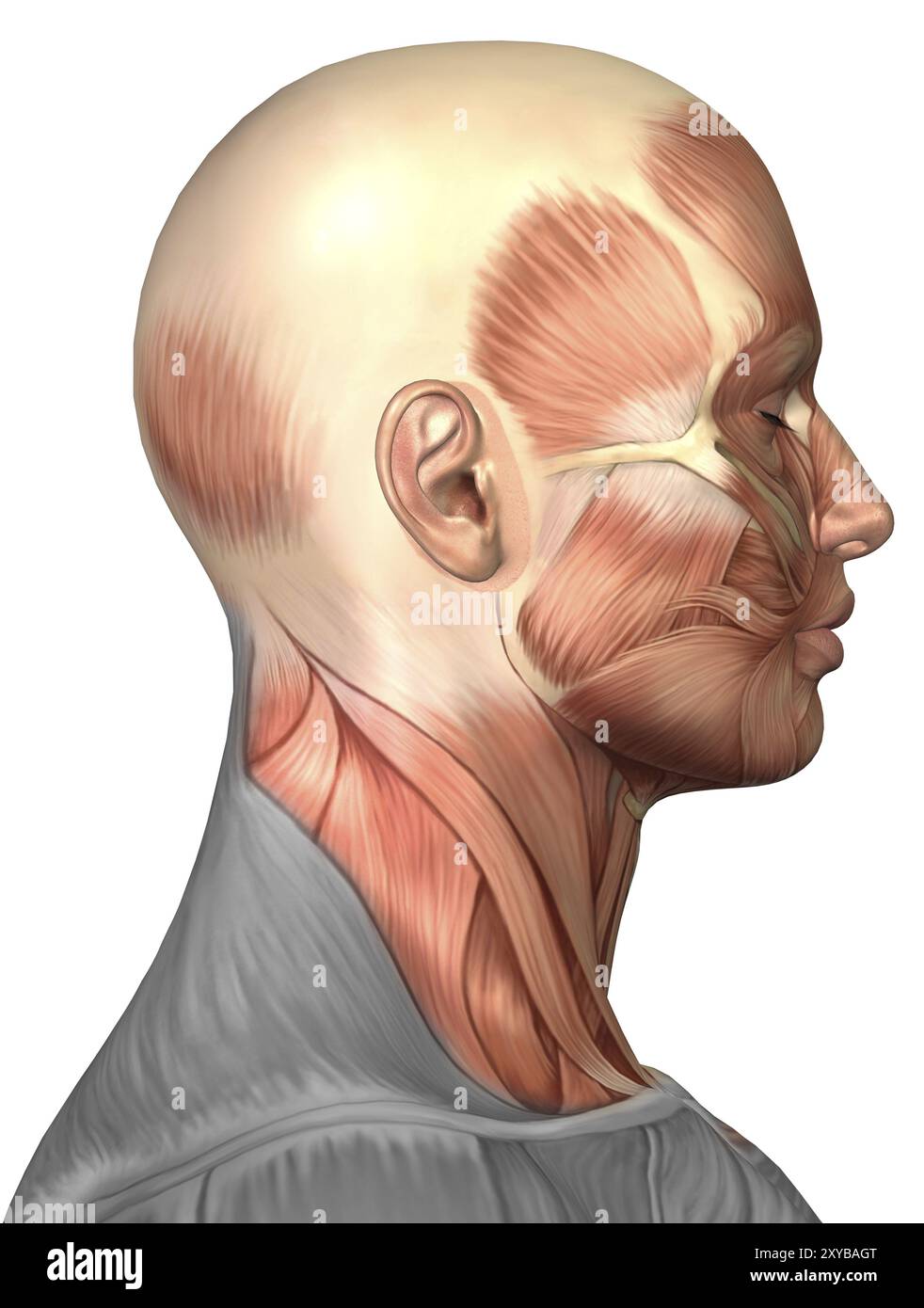 Anatomie des muscles du visage humain, vue de côté Banque D'Images