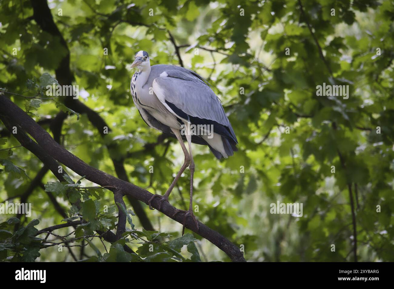 Héron gris sur un arbre. Oiseau se tient sur une branche et se cache pour la proie. Photo d'animal de la nature Banque D'Images