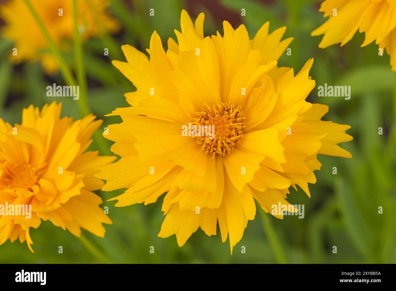 Le Coreopsis 'Early Sunrise' Banque D'Images