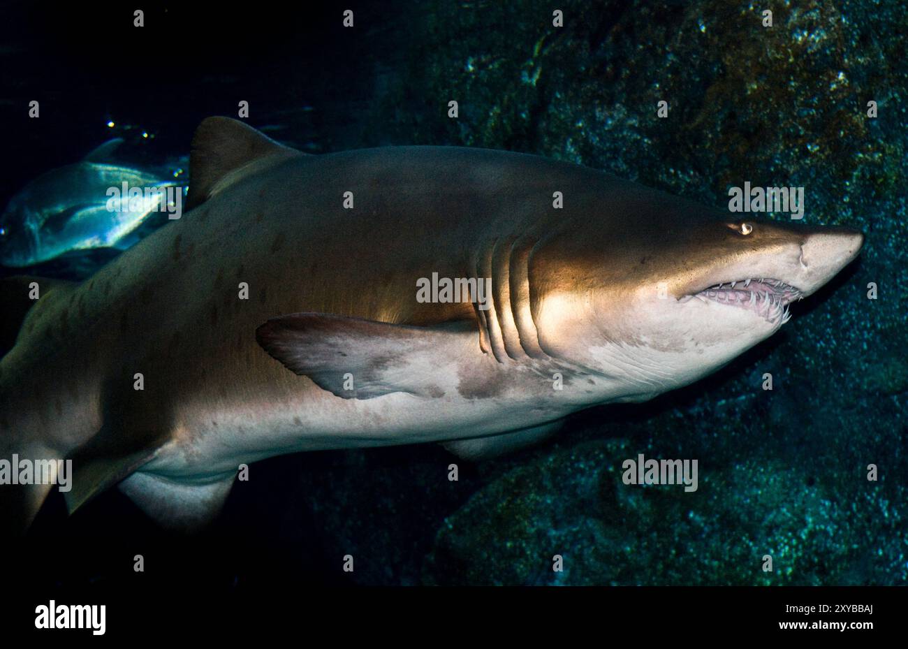 Un requin tigre de sable dans l'aquarium de Bangkok, Thaïlande. Banque D'Images