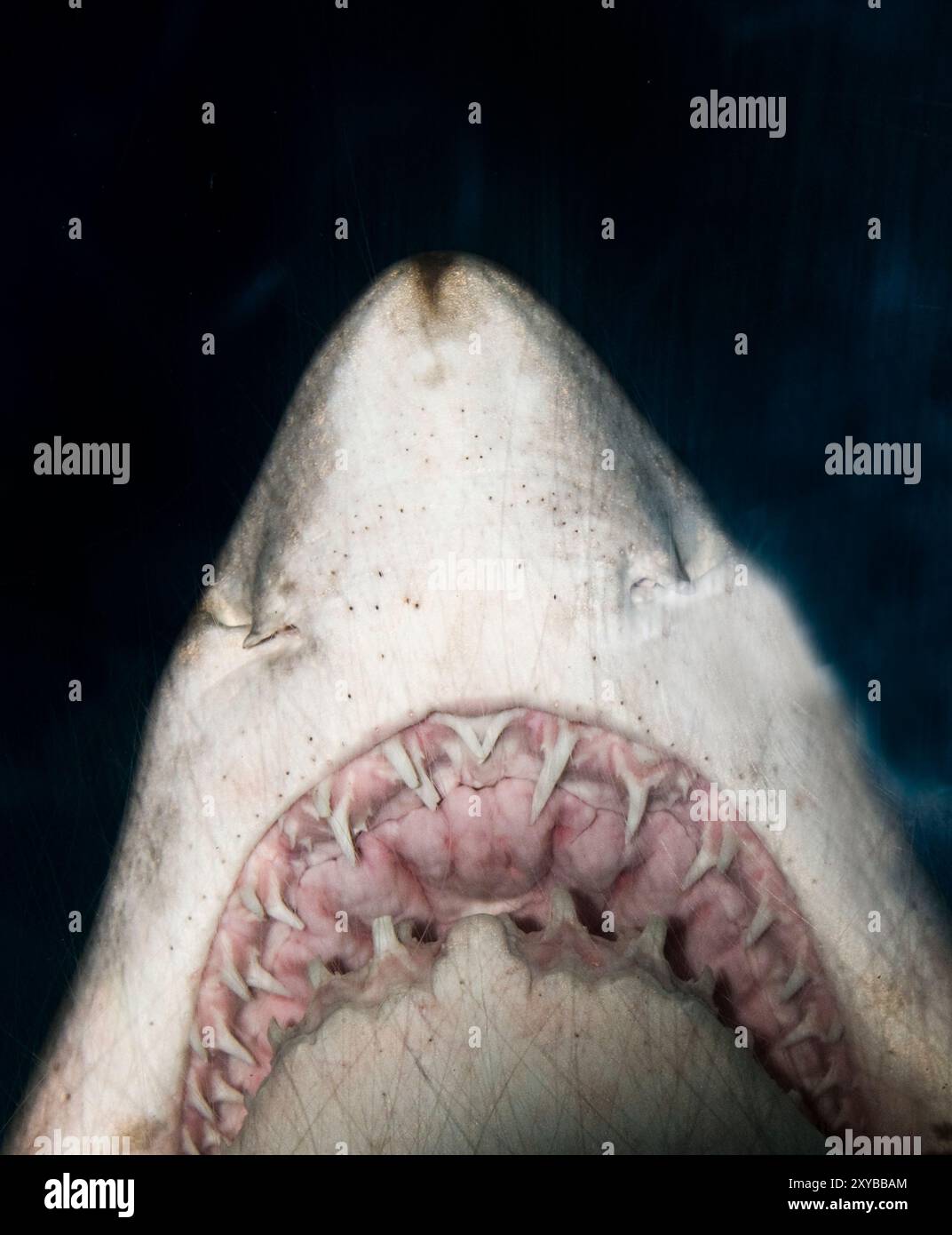 Un requin tigre de sable dans l'aquarium de Bangkok, Thaïlande. Banque D'Images