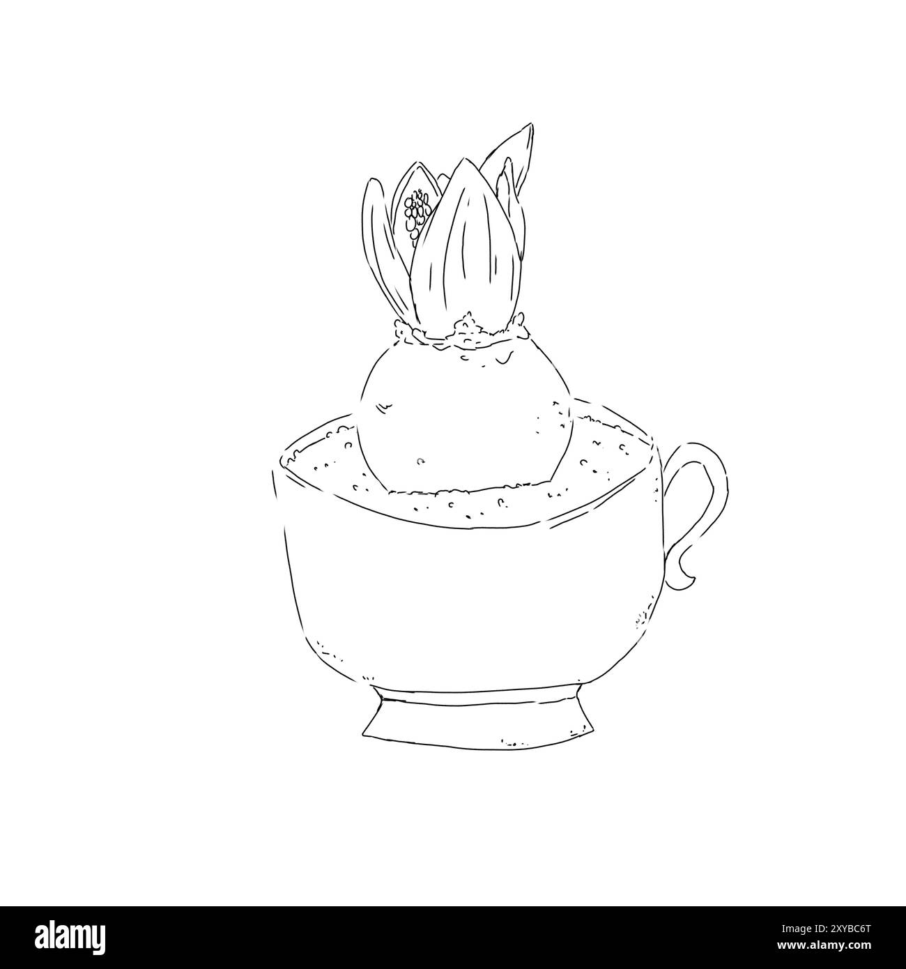 Plante de jacinthe plantée dans la maquette de tasse de café illustration de ligne graphique noir et blanc Banque D'Images
