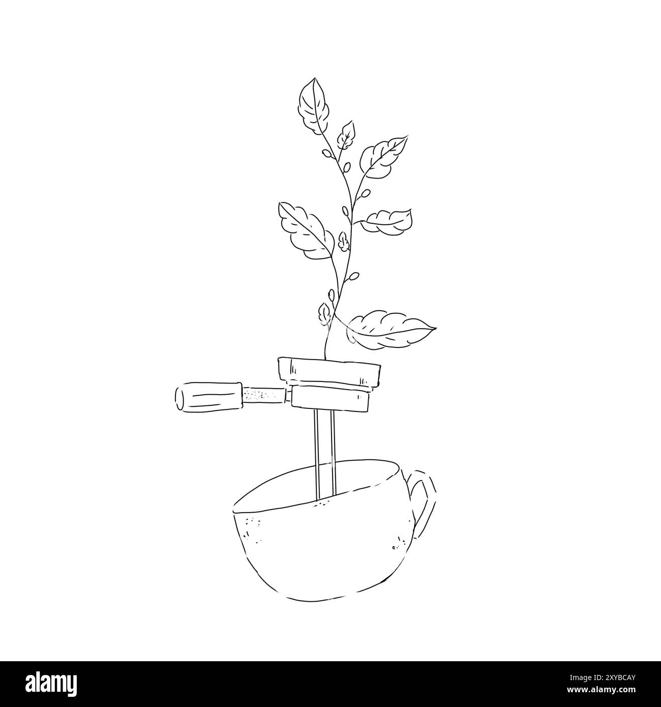 Plante de café avec des feuilles et des fruits passe à travers un filtre et le café est versé dans une maquette de tasse illustration de ligne graphique noir et blanc Banque D'Images