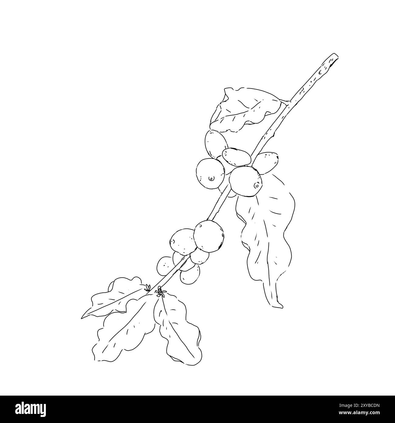 Branche de plante de café avec des feuilles et des fruits illustration noir et blanc ligne graphique style art Banque D'Images