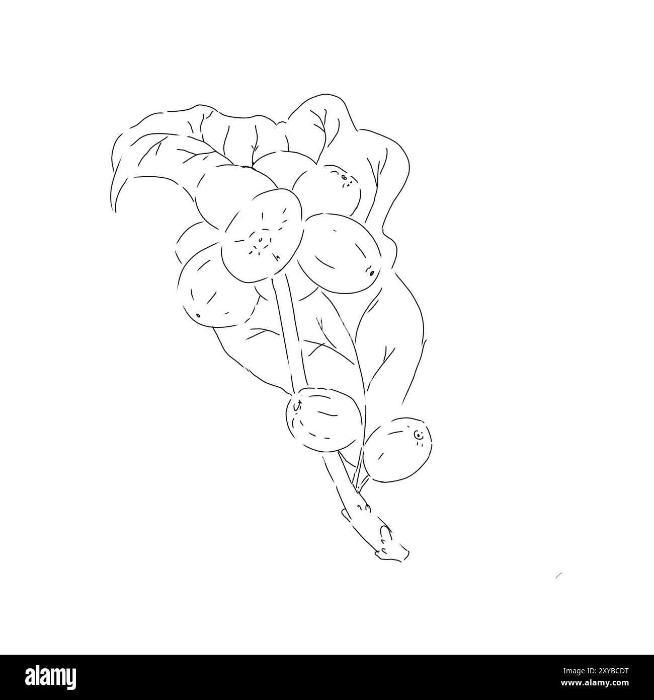 Feuilles et fruits de plante de café noir et blanc illustration graphique ligne style art Banque D'Images