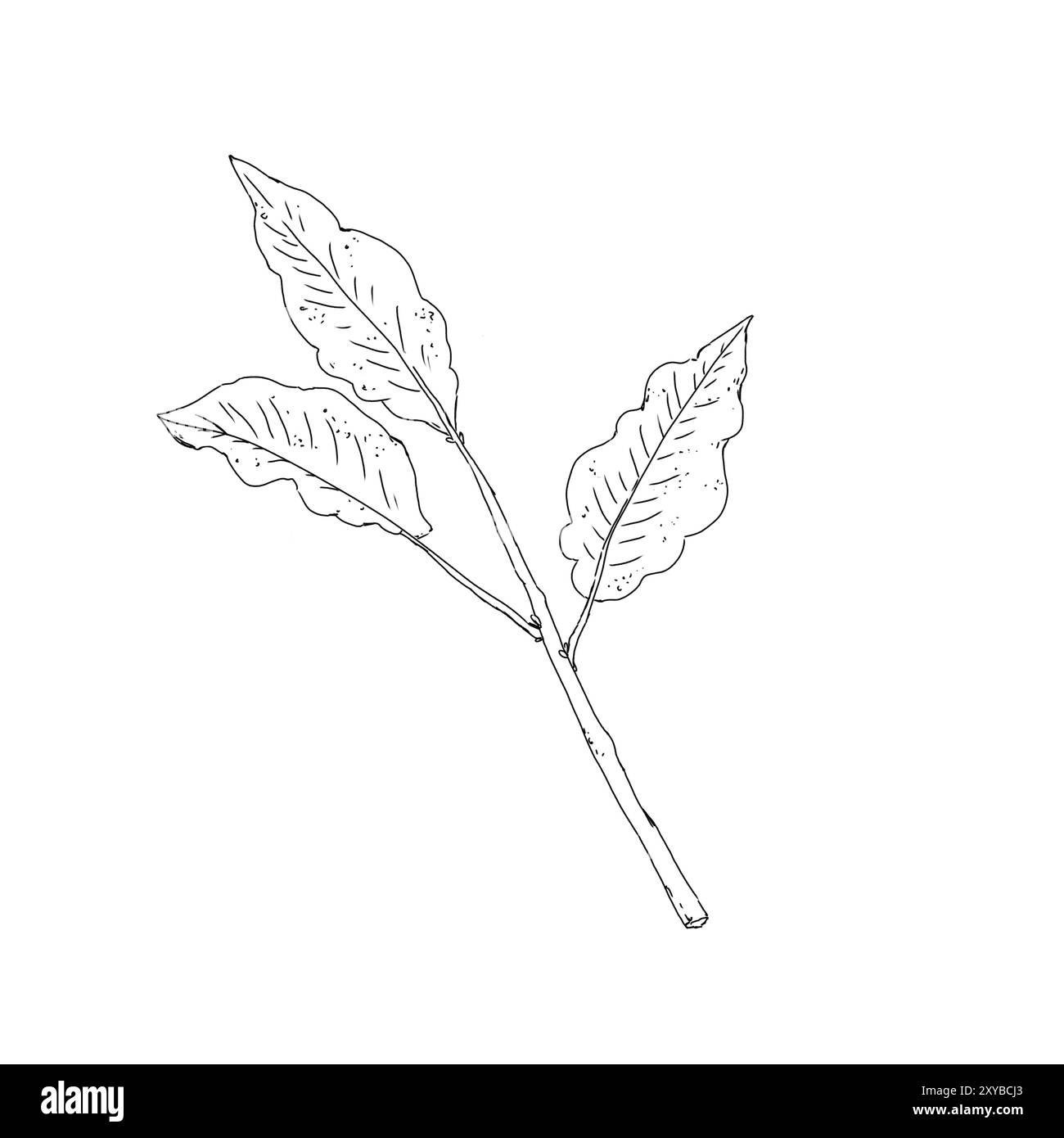 Plante de café feuilles noir et blanc illustration graphique style art de ligne Banque D'Images