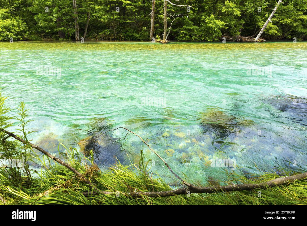 L'eau claire et turquoise du glacier de la rivière Azusa Gawa coulant le long d'une rive bordée de forêt dans le parc national idyllique des Alpes japonaises de Kamiko Banque D'Images