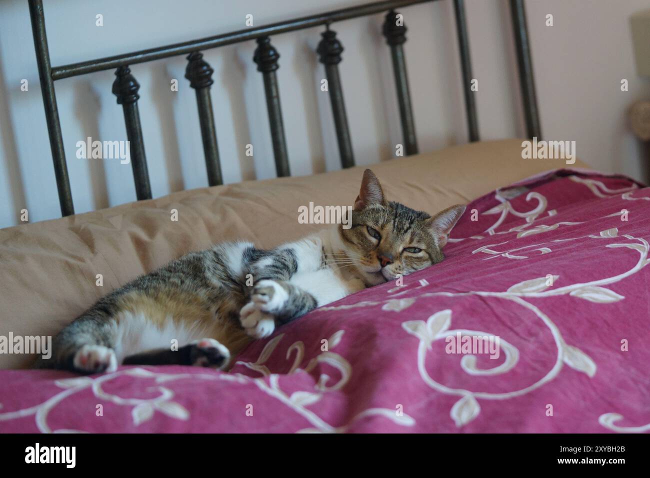 Chat shorthair domestique se relaxant sur le vieux lit de fer - Toscane, Italie Banque D'Images