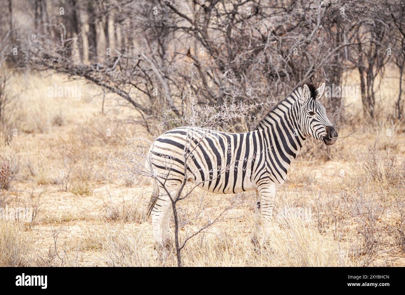 Zèbre repéré dans le sanctuaire Khama Rhino, Botswana, pendant l'hiver, Afrique Banque D'Images