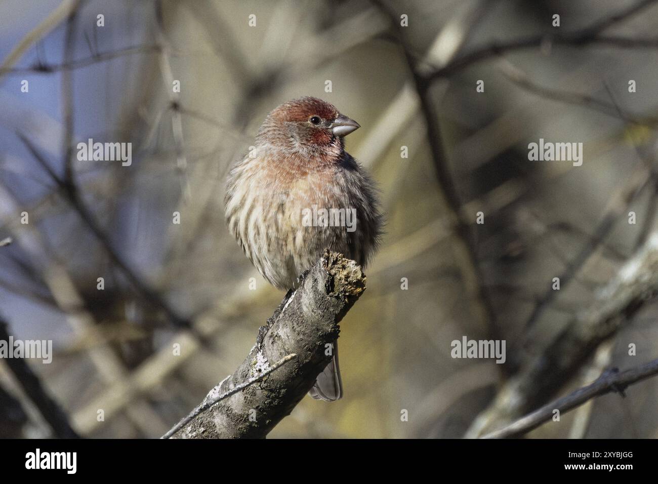La maison finch (Haemorhous mexicanus, oiseau amérindien Banque D'Images