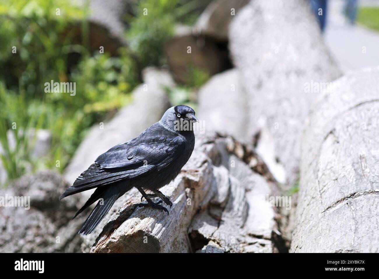 Jackdaw occidentale en plein air sur le bois Banque D'Images