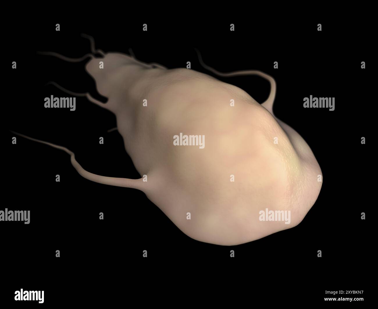 Illustration biomédicale du parasite Giardia, sur fond noir Banque D'Images