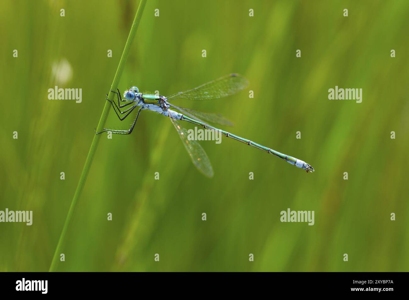 Emerald Spreadwing (Lestes dryas) Banque D'Images