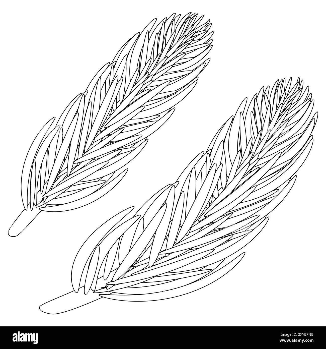 Coloriage détaillé présentant des branches d'épinette. Parfait pour les enfants et les adultes à la recherche d'une activité amusante et relaxante. Illustration de Vecteur