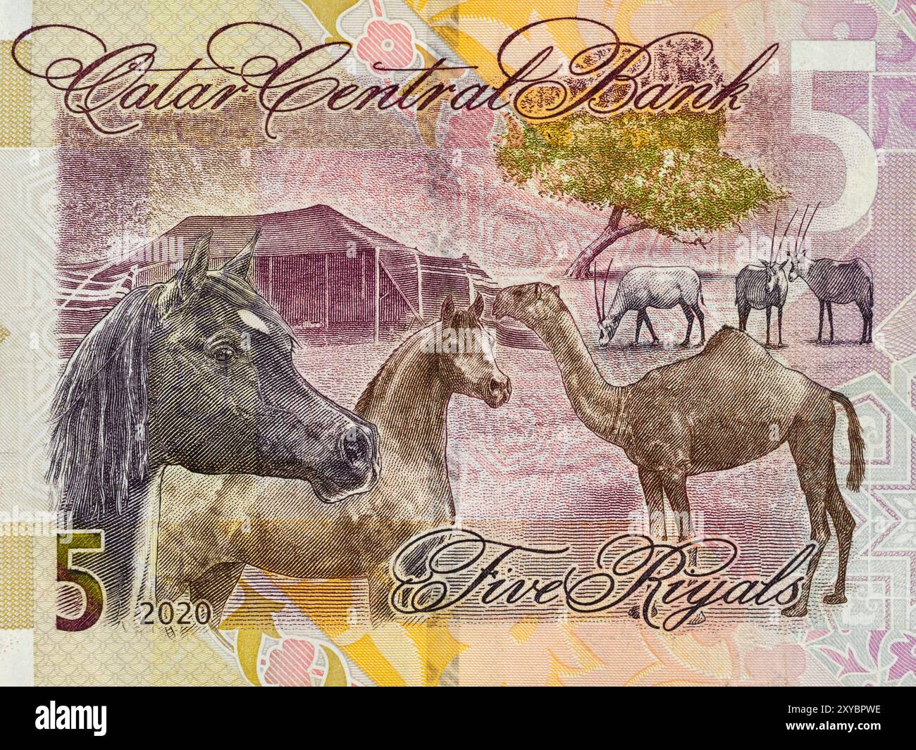 Portrait d’une scène désertique traditionnelle comprenant la faune (chevaux arabes, chameau, oryxès), la flore (Al Qataf) et la tente à cheveux (buryuut hajar) prise au Qatar Banque D'Images