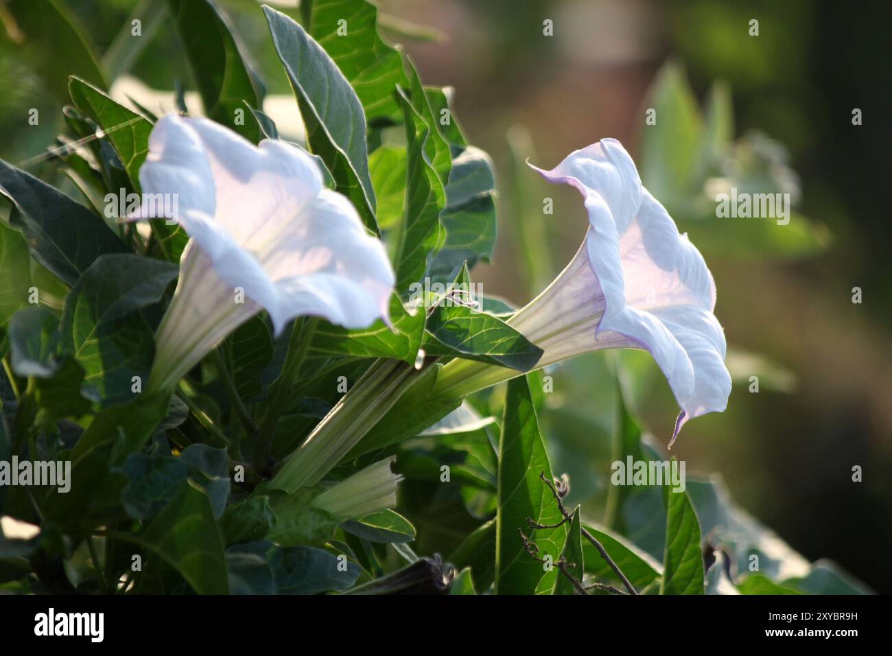 Fleur de trompette du diable (Datura metel) avec feuillage vert. Banque D'Images