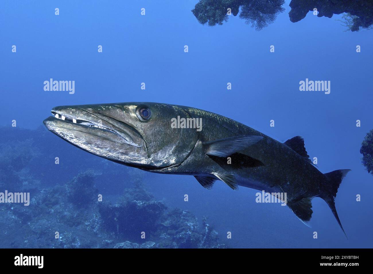 Adulte Grand barracuda (Sphyraena barracuda) poisson vivant solitaire prédateur a la bouche légèrement ouverte montre des dents fortes, Pacifique Banque D'Images