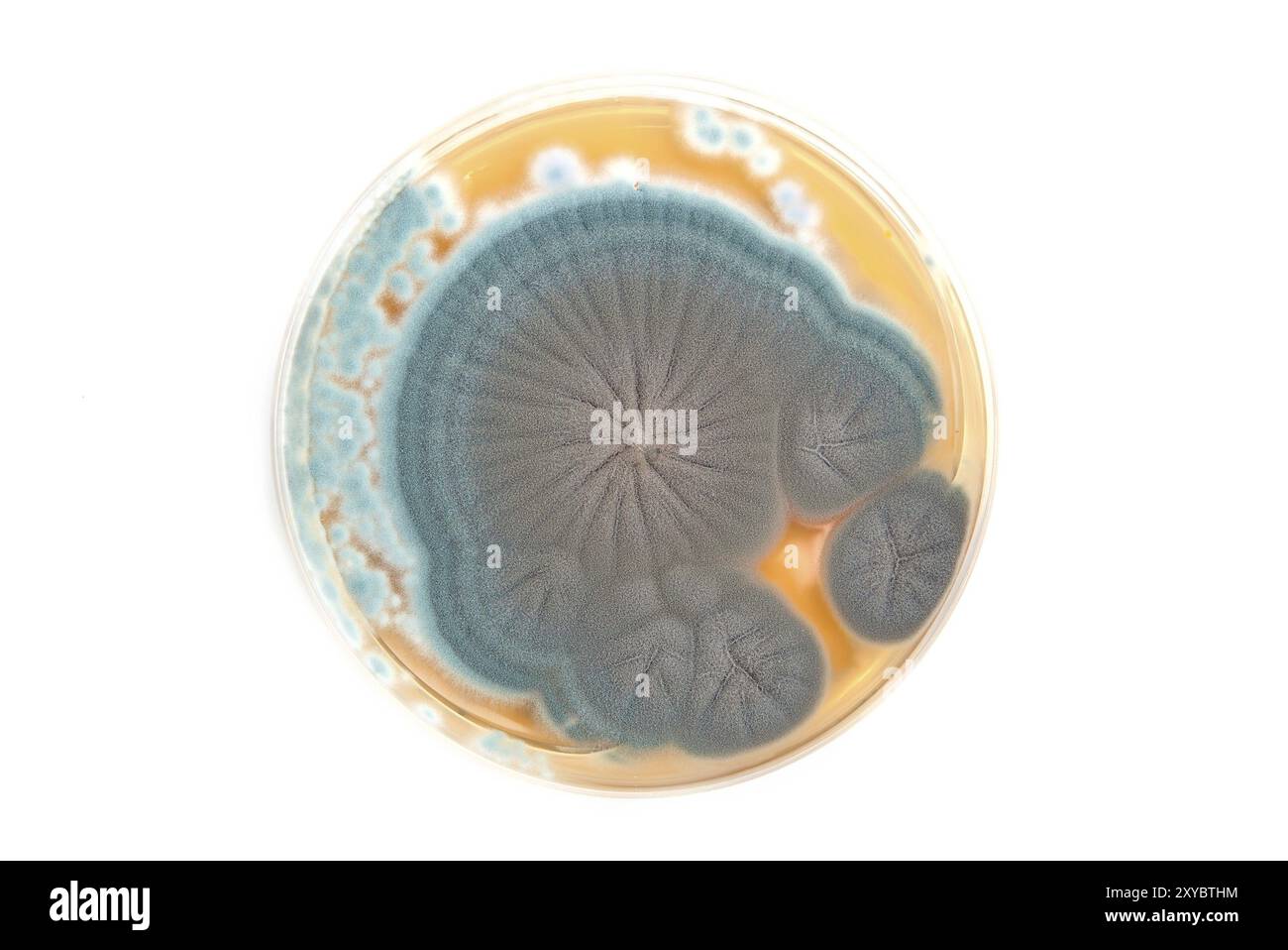 Champignons Penicillium sur plaque de gélose en laboratoire de microbiologie over white Banque D'Images